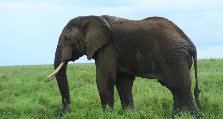 Een olifant die loopt in het grasland.