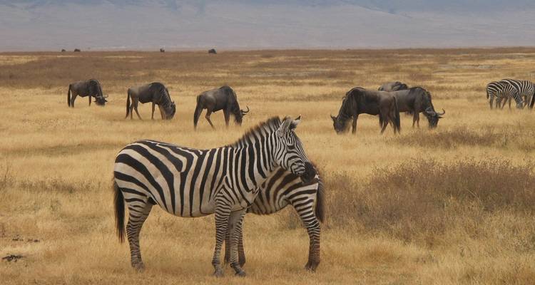 Zebra's en gnoes grazend op een droog grasland.