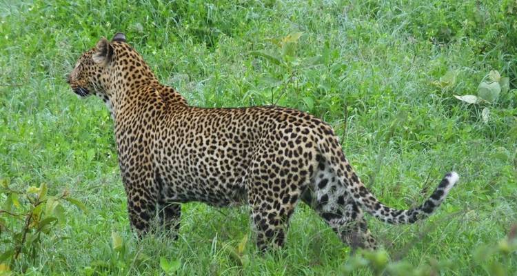 Luipaard staand in weelderig groen gras.