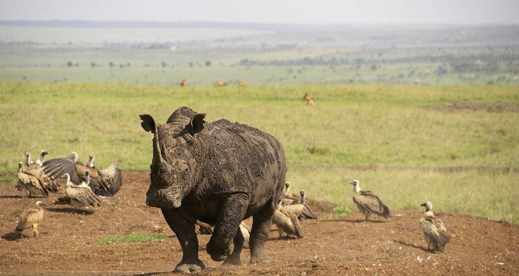 Een neushoorn en gieren in een savannelandschap.