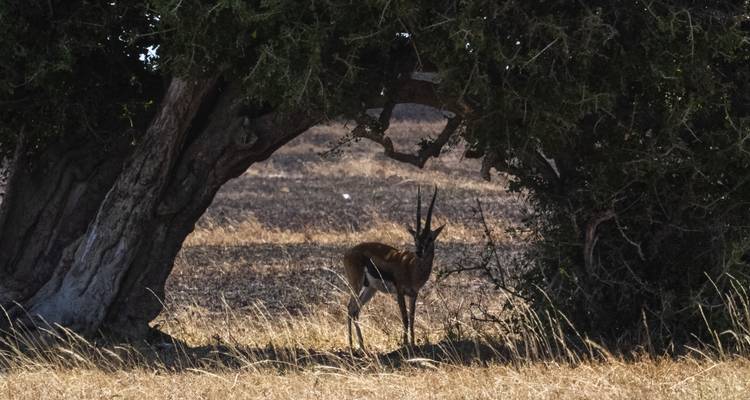 Antílope parado bajo un árbol ancho.