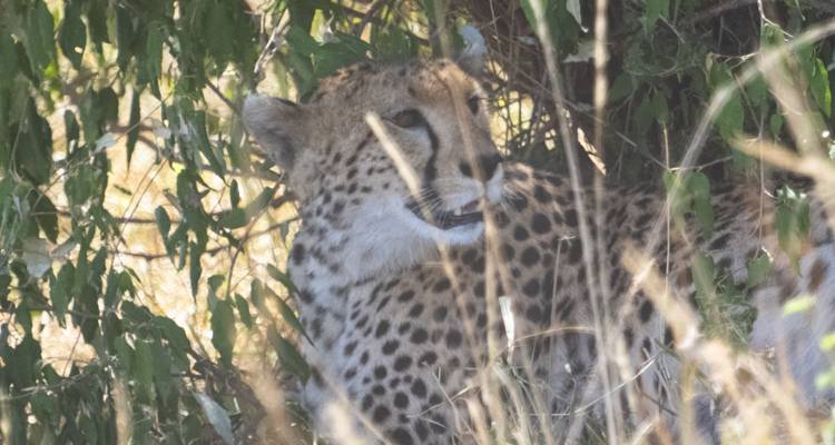 Cheetah camouflaged by foliage in the wilderness.