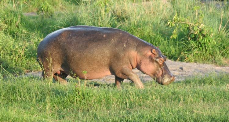 Hippopotamus grazing in tall grass.