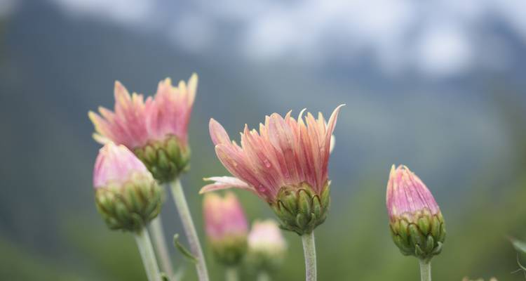 Langtang valley Trek 9 Nights/ 10 Days - Oriental Journeys Pvt. Ltd. 2