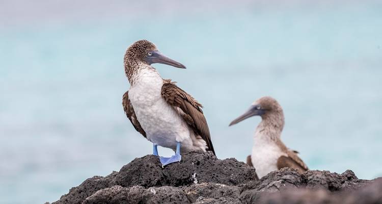Galápagos Asequible 8 Días - GUIDEcuador Travel 8