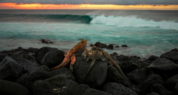 Iguanas descansando sobre rocas volcánicas con olas del océano al fondo durante el atardecer.