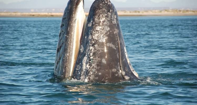 Dos ballenas emergiendo con las bocas abiertas en el océano.