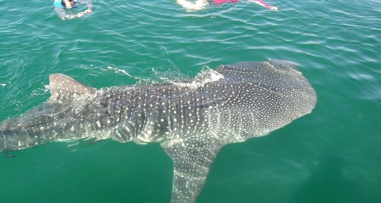 Tiburón ballena nadando cerca de la superficie del agua con buceadores con esnórquel.