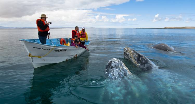 Baleines - Les trois grands - Aventuras México Profundo 1