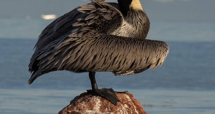 Pelican perched on a rock with water in the background.