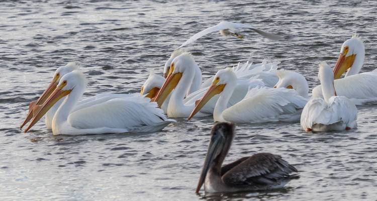 Group of pelicans swimming on a body of water.