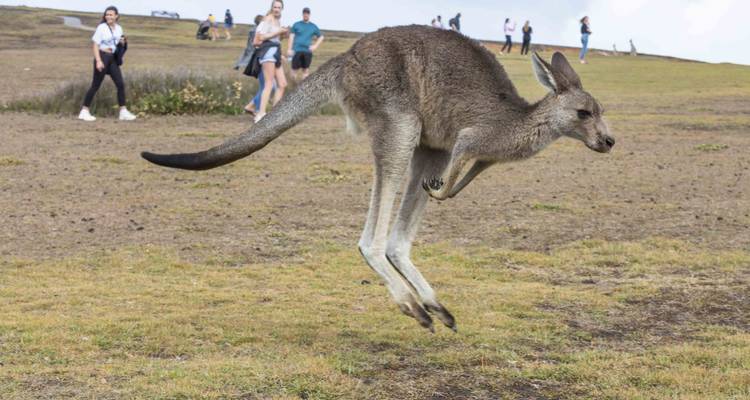 De Sydney à Cairns : 21 jours d'aventure en Emu - Stray Australia  6