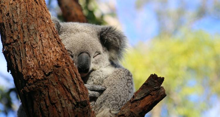 Sydney à Brisbane : 8 jours d'aventure Koala - Stray Australia  7