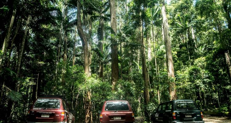 De Brisbane a Cairns: Excursión de 15 días a la Aventura de los Dingos - Stray Australia  10