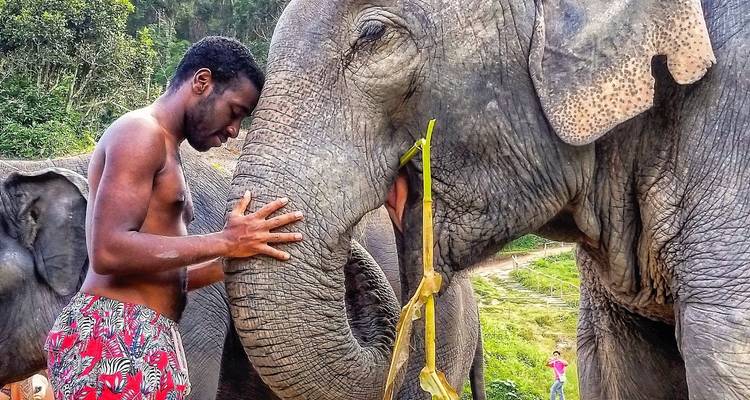 Man interacting with elephants in a lush green setting.
