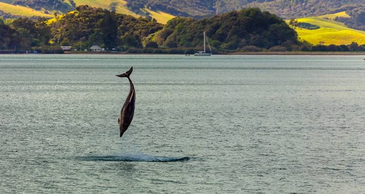 3 Day Experience Northland Tour - Thrifty Tours 6