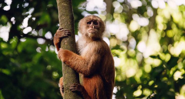 Gros plan d'un singe capucin brun s'accrochant à un tronc d'arbre dans une lumière de jungle luxuriante.