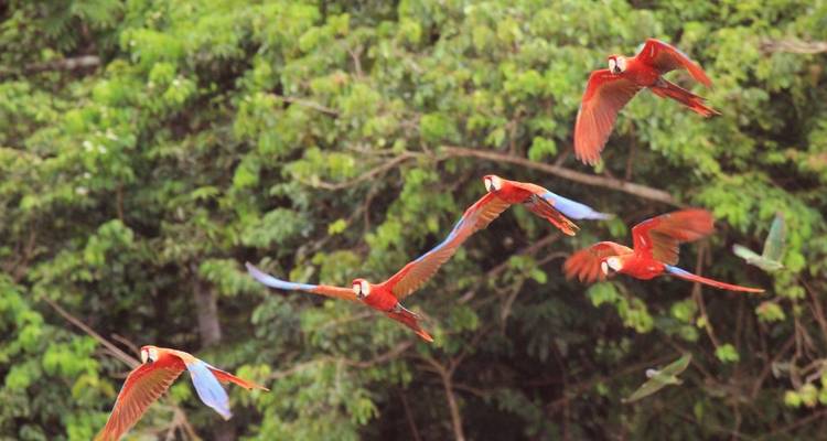 5 días - selva Amazónica de Tambopata - PVTravels 1