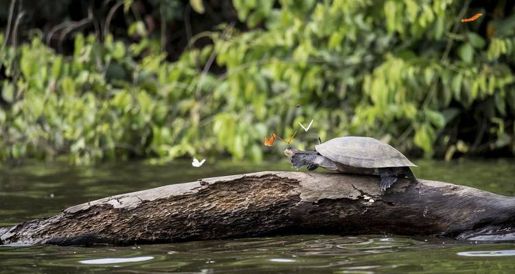 4 jours - Jungle amazonienne de Tambopata - PVTravels 7