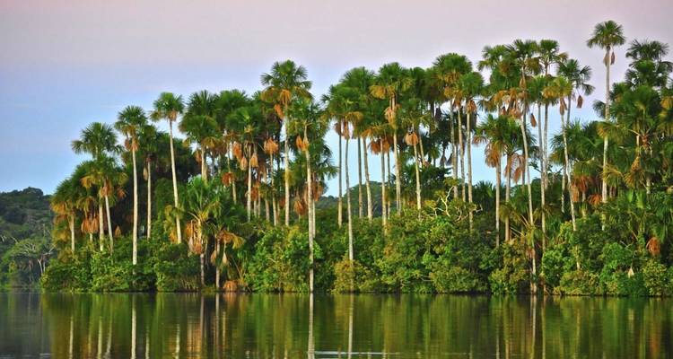 Palmiers et végétation tropicale dense se reflétant dans une eau calme.