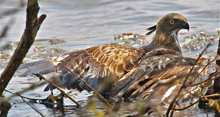 Een roofvogel gedeeltelijk ondergedompeld in water, kijkend naar opzij.