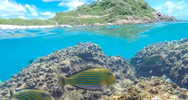 Lebhafte Fische schwimmen in der Nähe von Korallen in klarem Wasser mit einer Küstenlinie im Hintergrund.