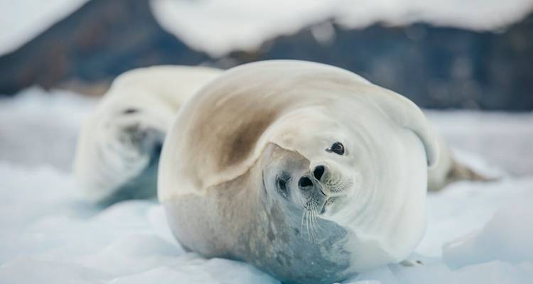 Een slanke zeehond ligt opgerold op ongerept Antarctisch ijs met besneeuwde toppen zacht vervaagd op de achtergrond.