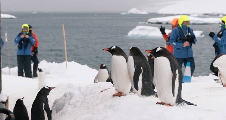 Gentoo penguins stand on snowy ridges as colourfully dressed visitors watch and photograph from a short distance.