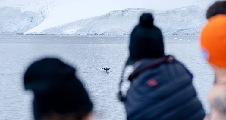 Le meilleur de l'Antarctique : Voyage à la rencontre des baleines (8 destinations) - Intrepid Travel 2