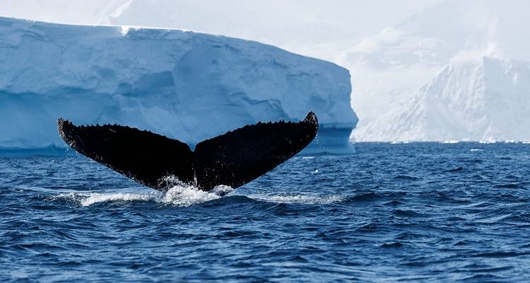 Shackleton's Antarctica, South Georgia & Falklands Explorer (Ocean Endeavour) - Intrepid Travel 4