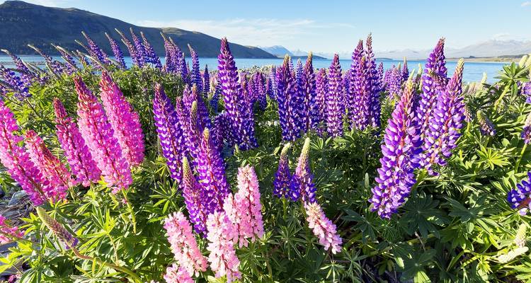 11 Day Tour - Best of New Zealand - Thrifty Tours 1