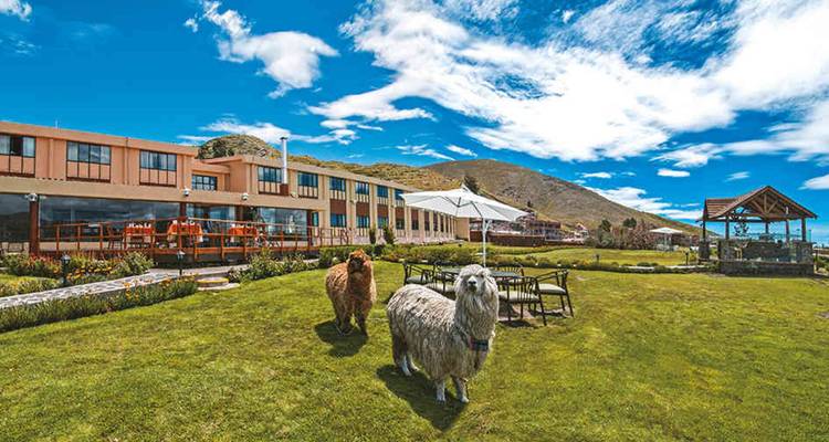 Llamas pastando frente a un hotel con un telón de fondo montañoso.