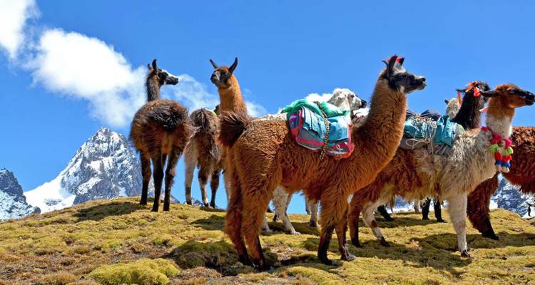 Lares Trek to Machu Picchu 4D/3N - PVTravels 7