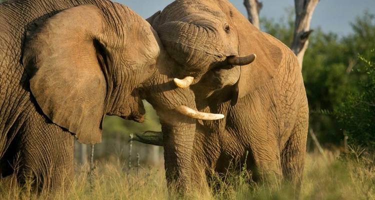 3-Day Classic Kruger National Park Big 5 Safari - The Mzansi Experience 3