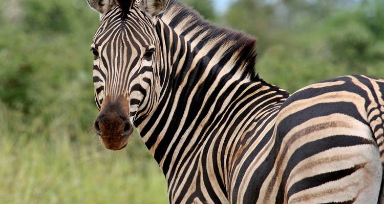 3-Day Classic Kruger National Park Big 5 Safari - The Mzansi Experience 2
