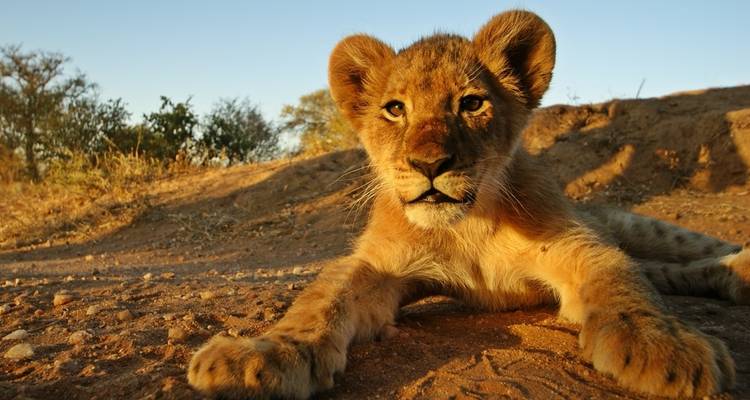 3-Day Classic Kruger National Park Big 5 Safari - The Mzansi Experience 4