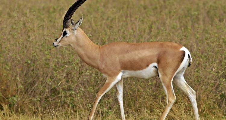3-Day Classic Kruger National Park Big 5 Safari - The Mzansi Experience 8