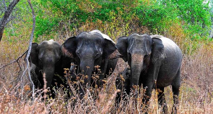 Drie olifanten die in een bosgebied staan.