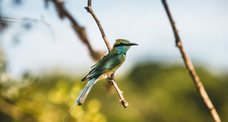 Glamping de lujo de 3 días en el Parque Nacional de Yala - Beyond Escapes 3