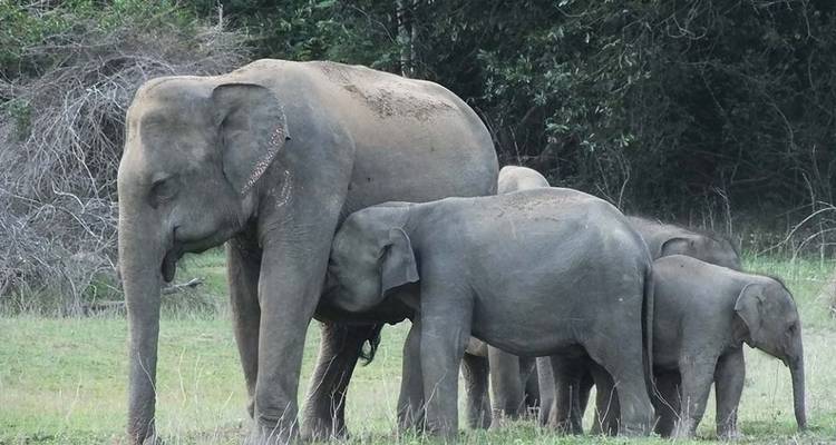 Glamping de lujo de 3 días en el Parque Nacional de Yala - Beyond Escapes 7