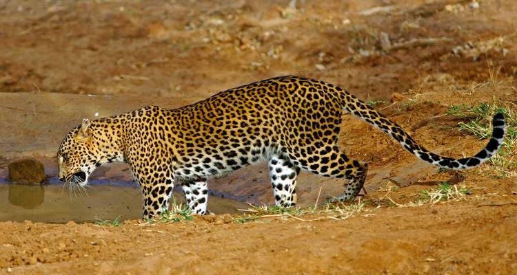 Leopard drinking water from a pond in a wildlife setting.