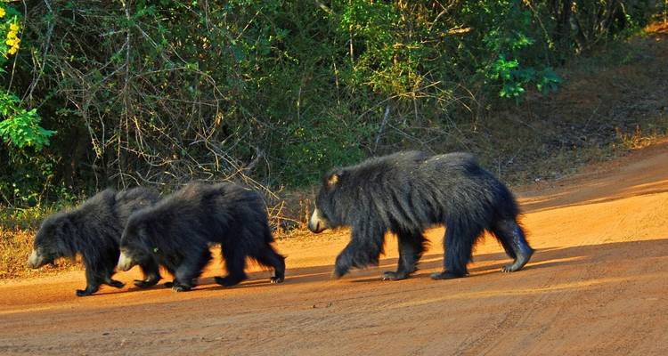 Three sloth bears walking on a dirt path in a forest.