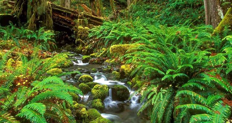 Forest stream with ferns and rocks in a lush green setting.