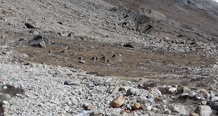 Excursionismo por el circuito del Kanchenjunga - Accessible Adventure Pvt. Ltd 10