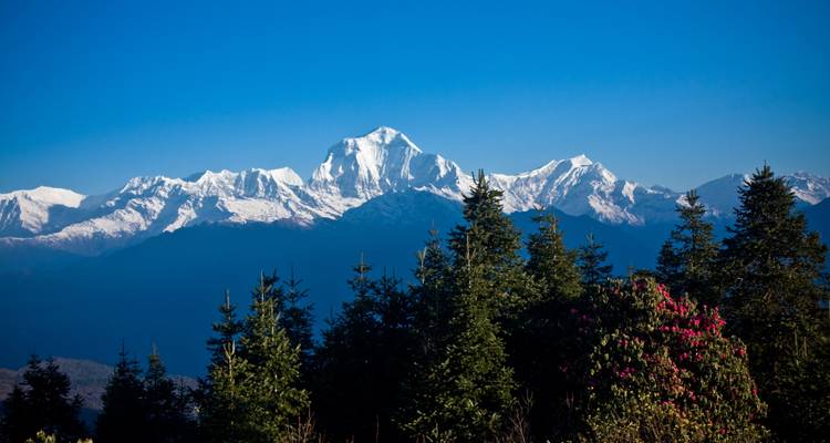 Mountains under a clear blue sky with forest in the foreground.