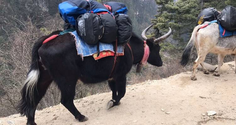 Trekking Panorámico al Everest - 9 días - Glorious Himalaya Trekking Pvt. Ltd. 8