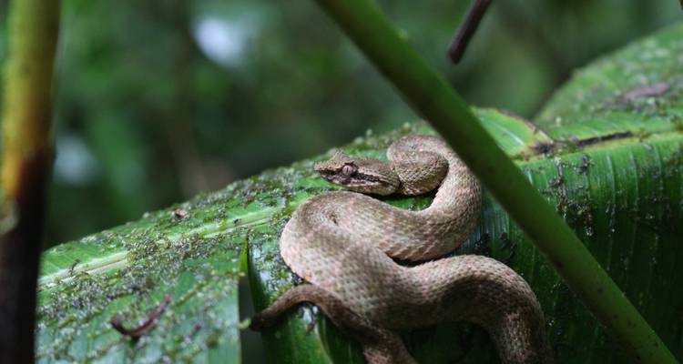 Le sud du Costa Rica : une biodiversité intense - Elemento Natural Costa Rica 7