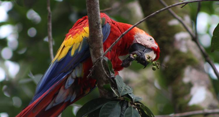 Le sud du Costa Rica : une biodiversité intense - Elemento Natural Costa Rica 2