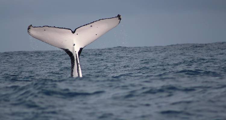 Le sud du Costa Rica : une biodiversité intense - Elemento Natural Costa Rica 8