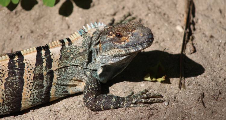 Le sud du Costa Rica : une biodiversité intense - Elemento Natural Costa Rica 1